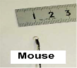 AnimalMouse